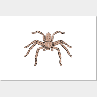 Isopedia leai Huntsman spider Posters and Art